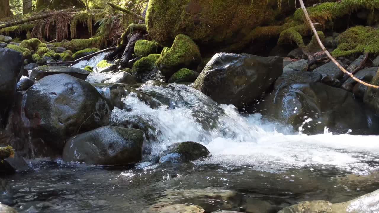 Water flowing over rocks covered by moss in the forest of the Olympic National Forest