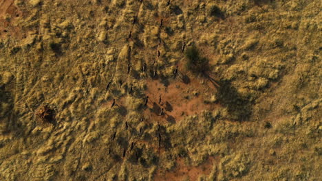 Vista-Aérea-Sobre-Un-Oído-De-Gnu-Corriendo-En-Sabana-En-Namibia---De-Arriba-Hacia-Abajo,-Disparo-De-Drones