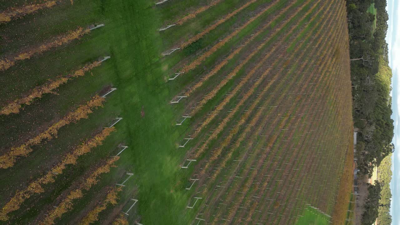 imágenes verticales de las filas de viñedos en el río margaret en australia occidental