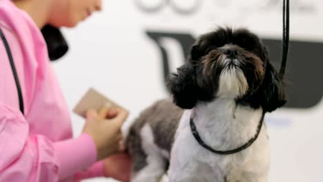 woman working in pet shop and grooming dog for beauty