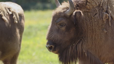 close-up on head of european bison with long beard basking in sun