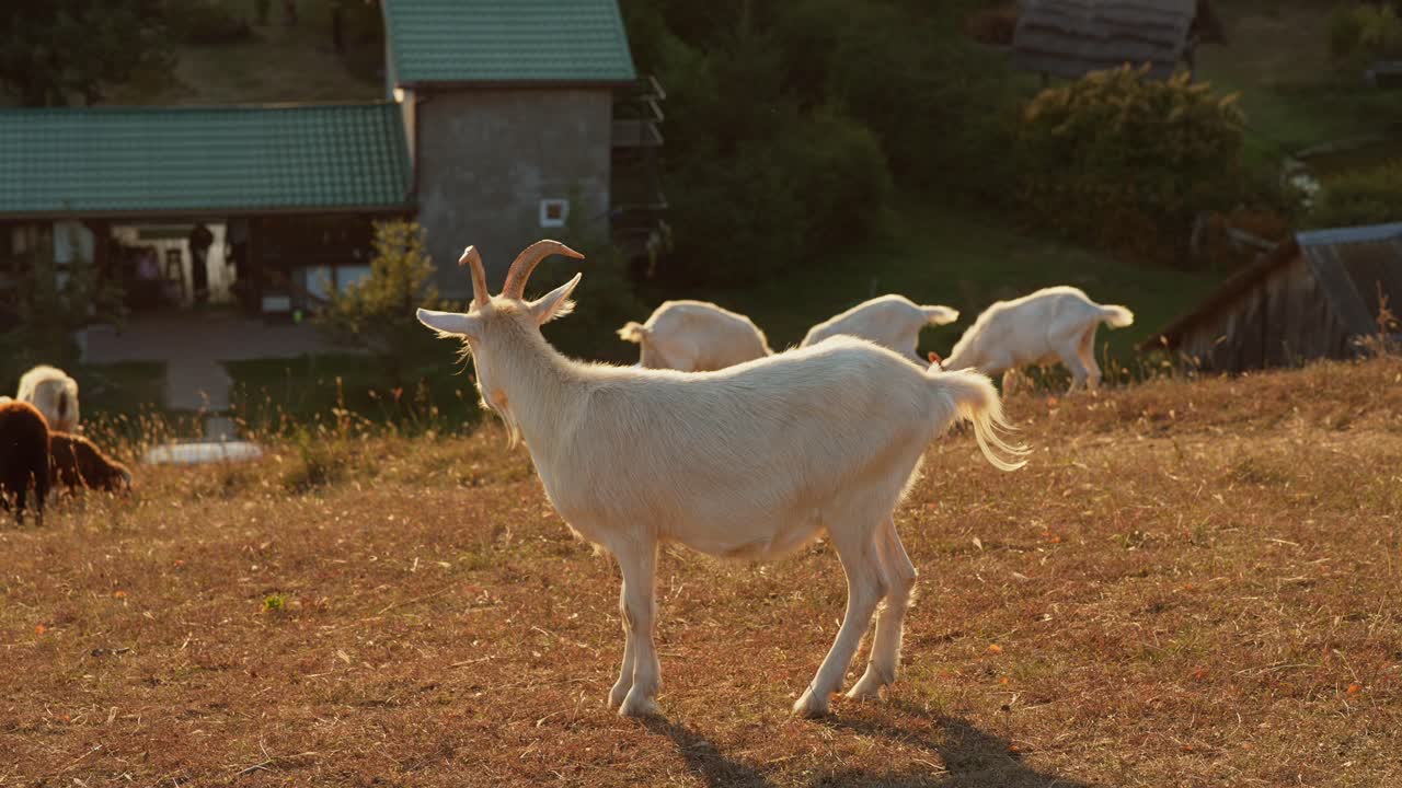 염소 들 이 언덕 의 경사 에서 먹이 를 먹고 있다