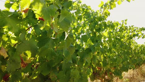 sunny day on typical vineyard in the beautiful landscape of france