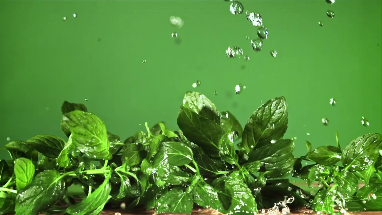 Foglie di menta fresca con gocce d'acqua che schizzano su uno sfondo verde