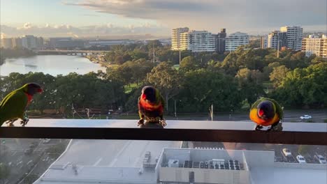 tres loros arcoiris visitando, bebiendo y alimentándose en un balcón con vista al aeropuerto de sydney en el fondo