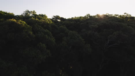 Disparo-De-Drones-Que-Se-Eleva-Sobre-Un-Bosque-Exótico-Durante-Una-Puesta-De-Sol-De-Hora-Dorada