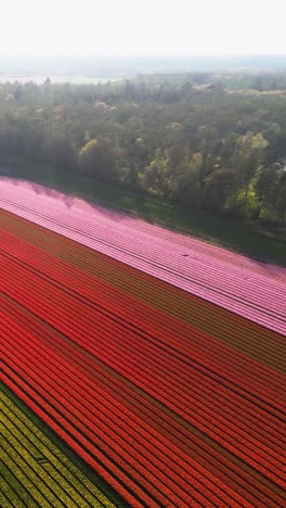 colorful tulip fields aerial view