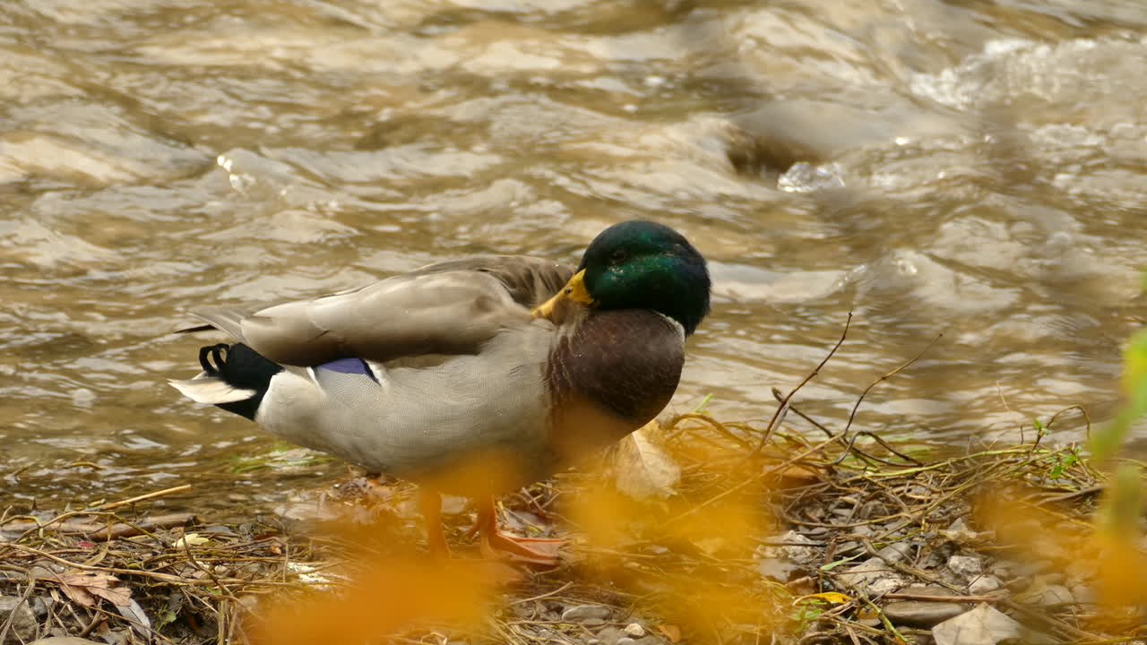 Un'anatra si sta lisciando le piume sulla riva del fiume