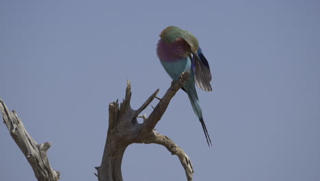 rodillo de pecho lila encaramado plumas acicaladas, cámara lenta