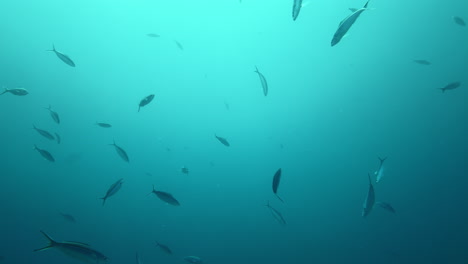 Un-Banco-De-Peces-Nadando-En-Aguas-Turquesas