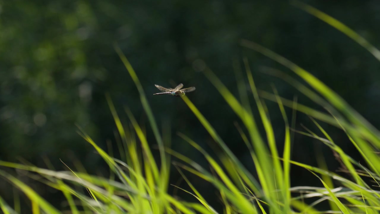 Piano medio di una libellula che si libra in un campo di erba alta con sfondo in ombra, al rallentatore.