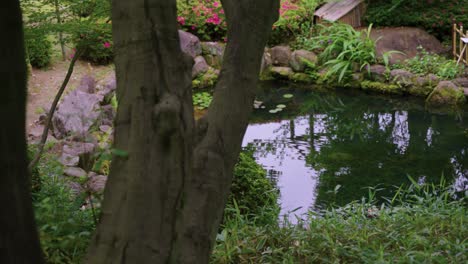 tranquil japanese pond on shaded summer day