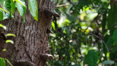 Schwarz-Buff-Specht,-Meiglyptes-Jugularis,-Khao-Yai-Nationalpark,-Thailand