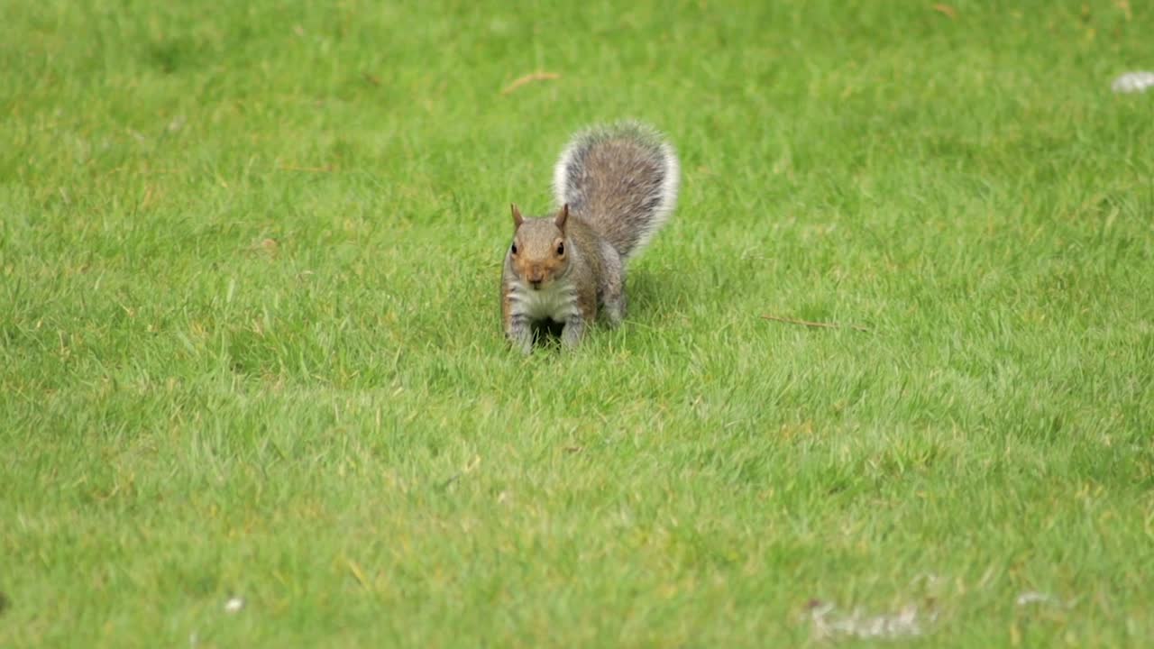 Grey Squirrel Foraging Sniffing And Digging For Food Jumping Hopping Around Grass Garden Slow Motion Daytime Borehamwood Hertfordshire North London UK