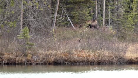 Gran-Alce-Al-Borde-Del-Agua-Comiendo-En-Las-Montañas-Rocosas-Canadienses