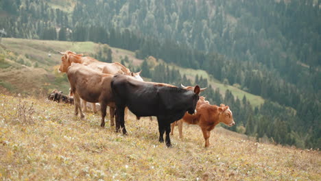 cows grazing in mountain pasture