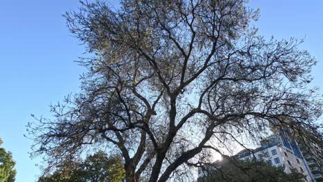 tree swaying in melbourne park, clear sky