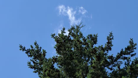 Green-Foliage-Of-Pine-Trees-Against-Blue-Sky-In-Summer