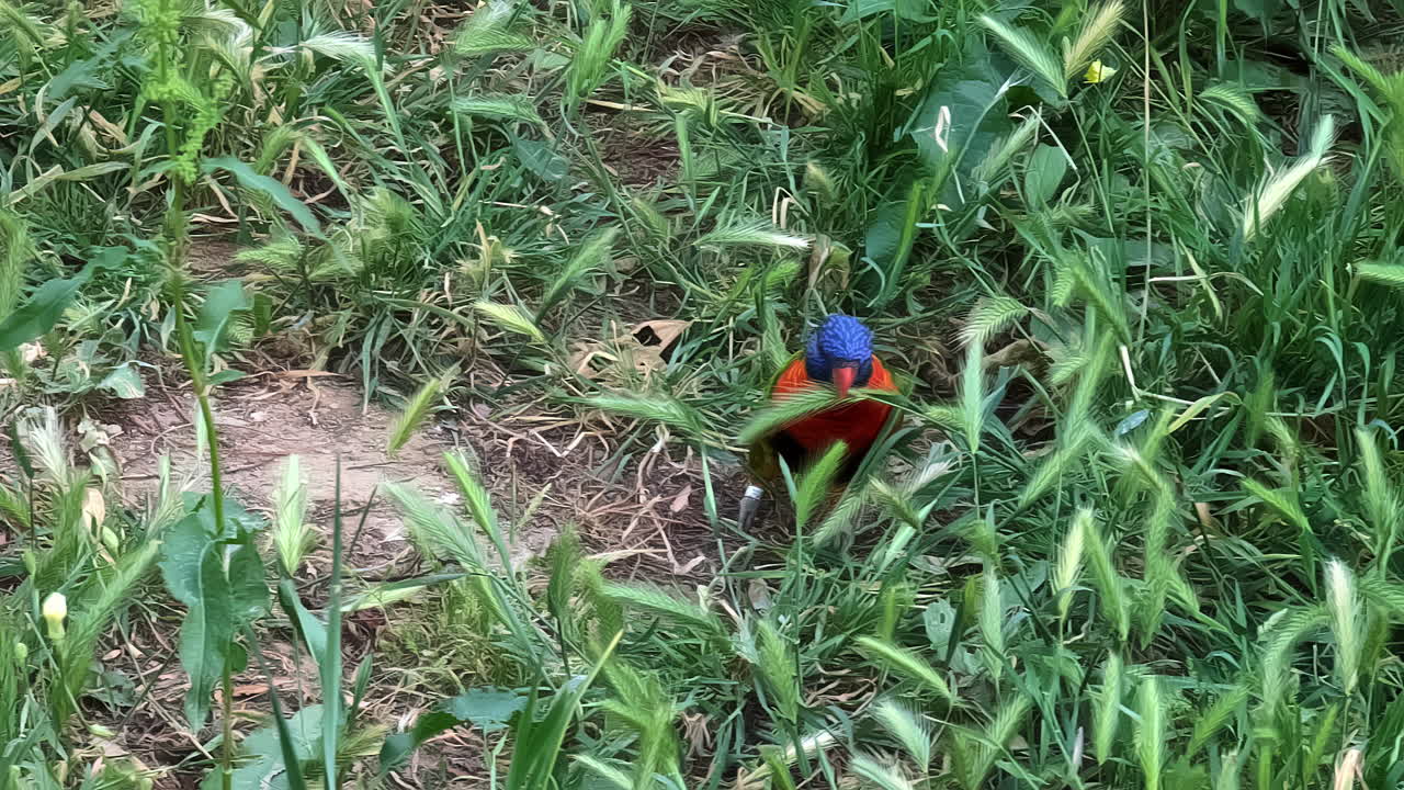 Yellow colored lovebird in the bushes, avivore eat from grassland - Attica park, Greece