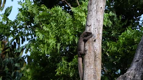 El-Lagarto-Monitor-Nublado-Se-Encuentra-En-Tailandia-Y-Otros-Países-De-Asia