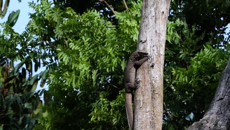 el lagarto monitor nublado se encuentra en tailandia y otros países de asia