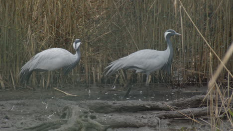 close shot of two common crane birds walking around