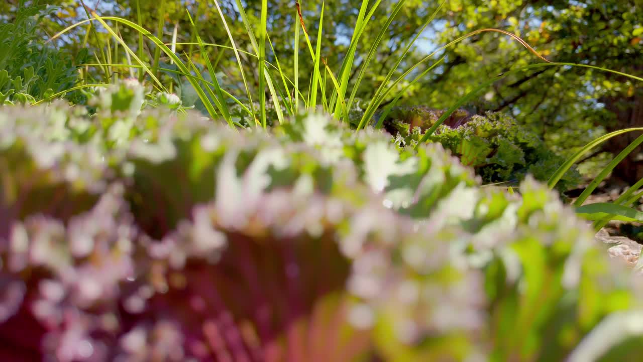 primer plano panorámico de crisantemos y flores en un día soleado
