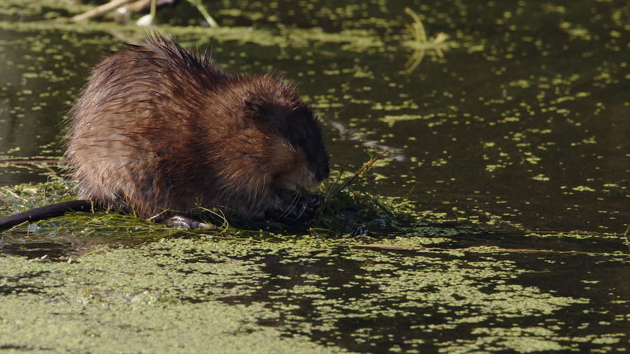 Muskrat eats plants in northern wetland in golden morning sunlight