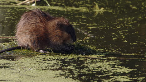muskrat eats plants in northern wetland in golden morning sunlight