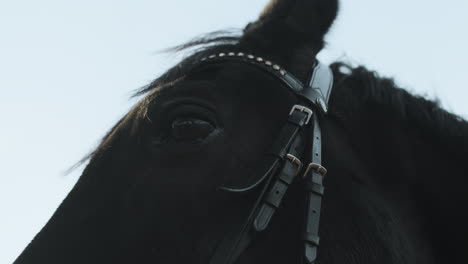 le cheval noir en gros plan