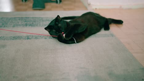 gato negro esponjoso juguetón jugando con un juguete