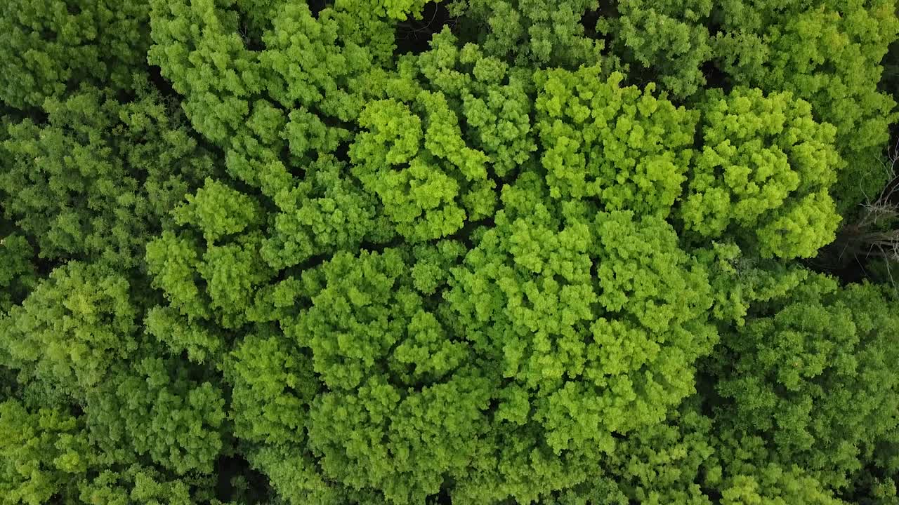 Slow aerial top down shot of natural thick tree forest in jungle during sunny day