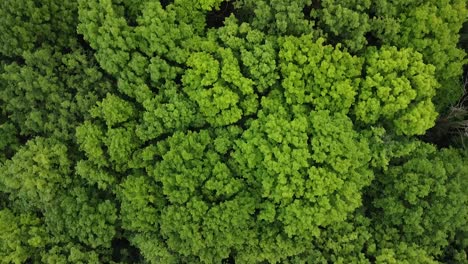 Slow-aerial-top-down-shot-of-natural-thick-tree-forest-in-jungle-during-sunny-day