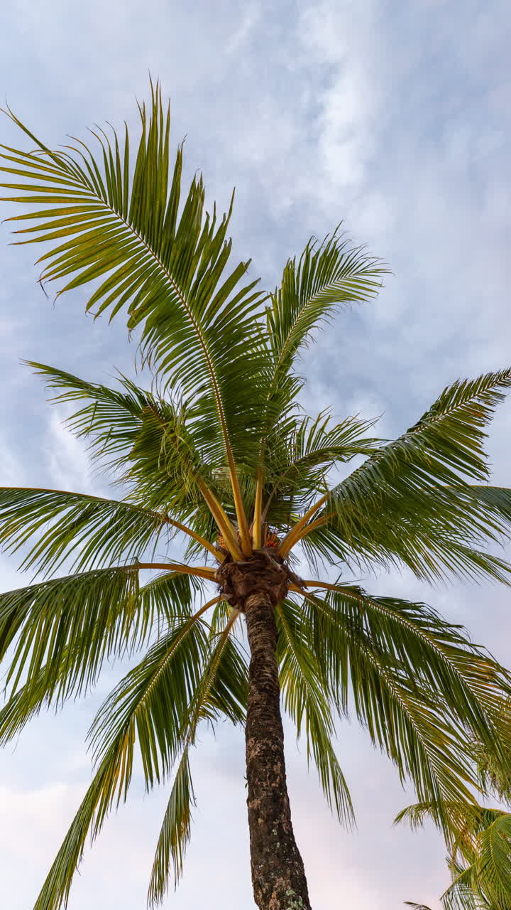 palm trees and tropical rainforest in vertical