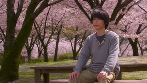 Man sitting on a bench in a park surrounded by cherry blossoms