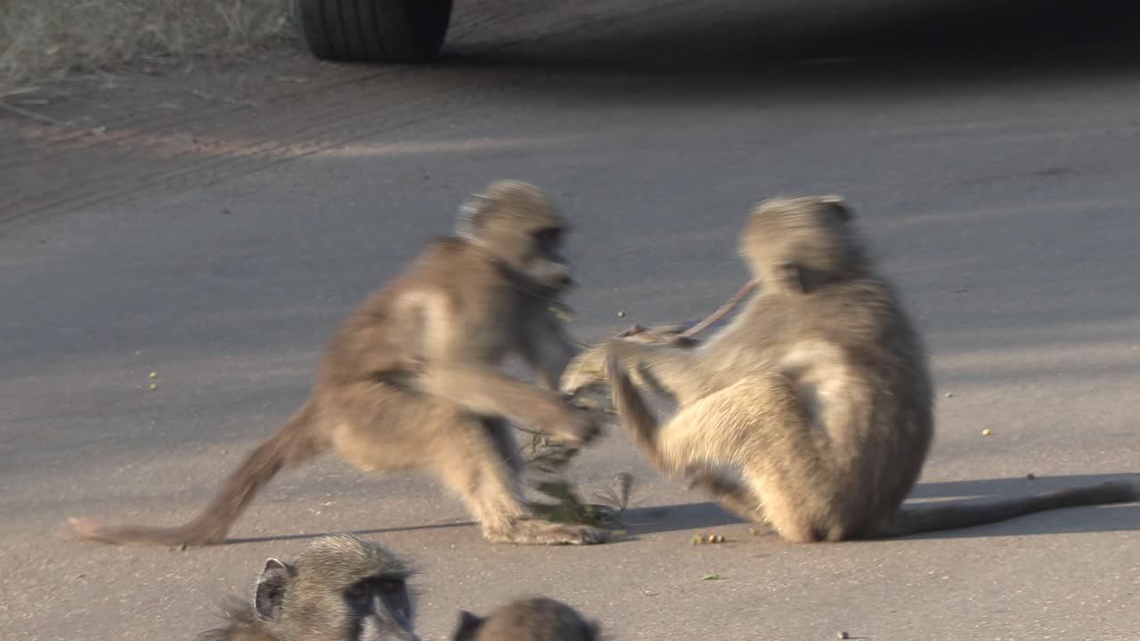 dos jóvenes babuinos jugando con una rama en la carretera en el parque nacional kruger