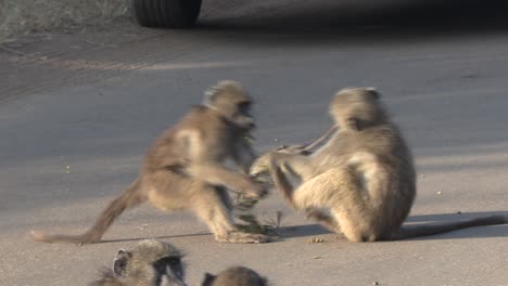 Dos-Jóvenes-Babuinos-Jugando-Con-Una-Rama-En-La-Carretera-En-El-Parque-Nacional-Kruger