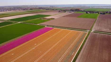 aerial view of neat colourful rows of tulips in field