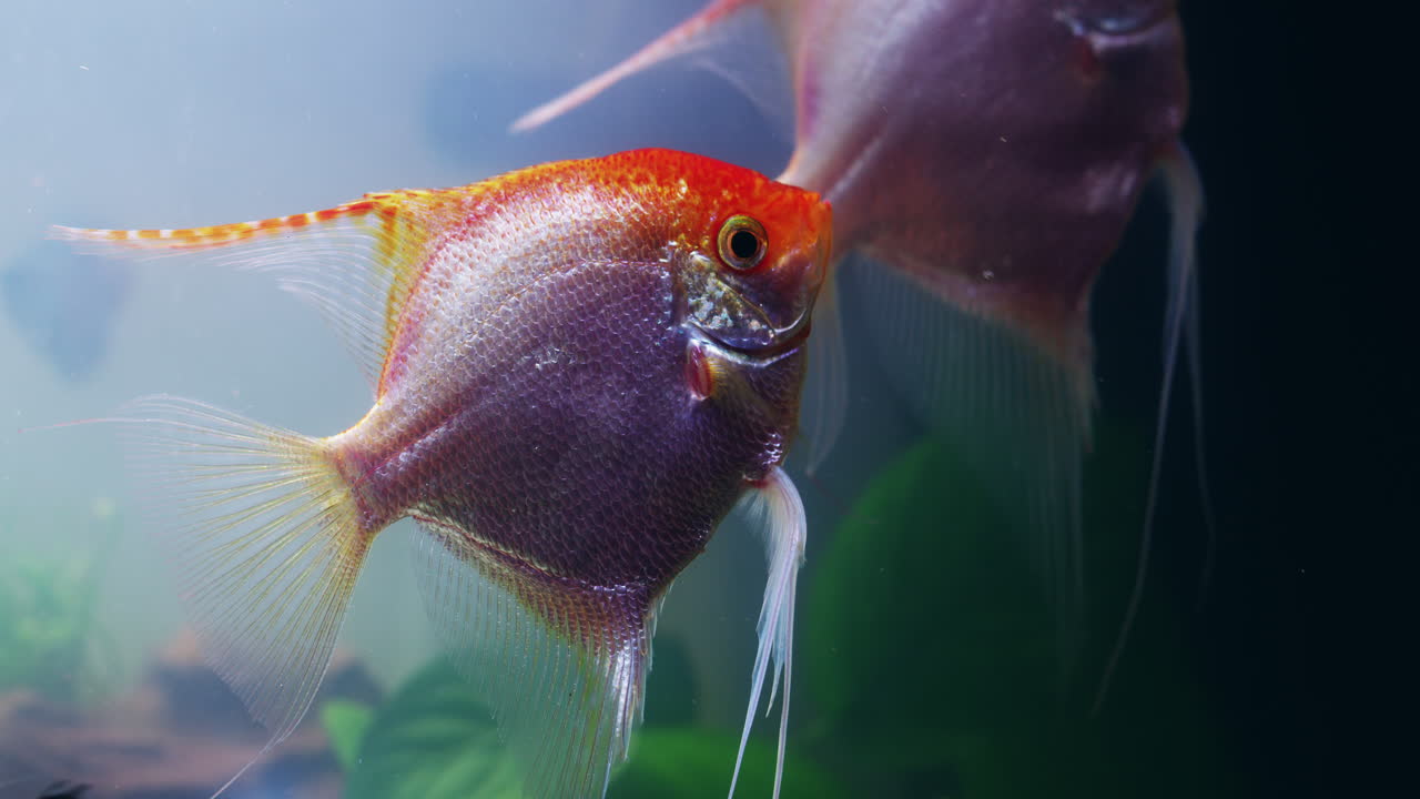 красивая рыбка-ангел в аквариуме