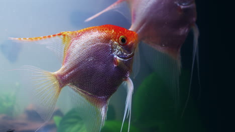 hermoso pez ángel en un acuario