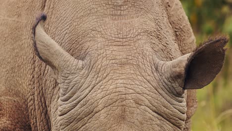 closeup detail of african wildlife rhino ears while grazing in maasai mara national reserve, kenya, masai mara north conservancy