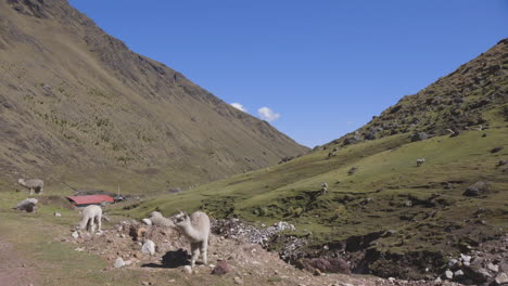 Eine-Herde-Domestizierter-Alpakas-Und-Lamas,-Die-An-Einem-Fluss-In-Der-Nähe-Der-Abgelegenen-Andengemeinde-Kellkanka-Weiden