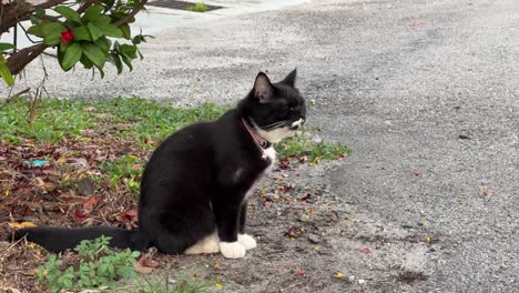 Neighbourhood-cat-with-beautiful-black-and-white-fur-and-cut-white-socks-on,-sitting-on-the-side-of-the-street