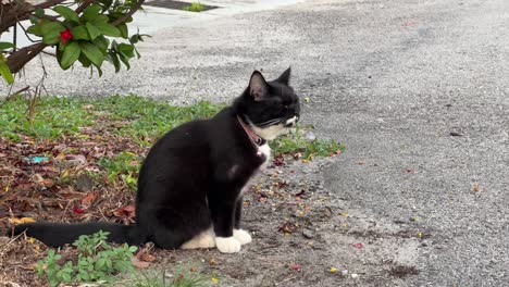 Gato-De-Barrio-Con-Hermoso-Pelaje-Blanco-Y-Negro-Y-Calcetines-Blancos-Cortados,-Sentado-Al-Lado-De-La-Calle