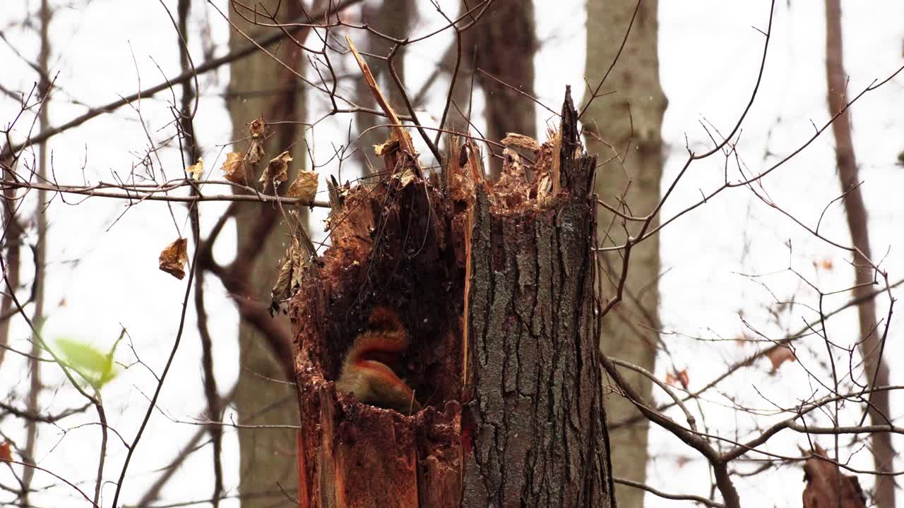 toma estática de una ardilla roja explorando el interior de un tronco de árbol podrido durante la nevada