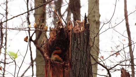 Static shot of a red squirrel exploring the inside of a rotten tree trunk during snowfall
