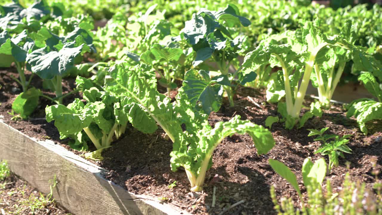Camera is pulling back while gardener's hand is inspecting leafy greens in sunlit raised bed