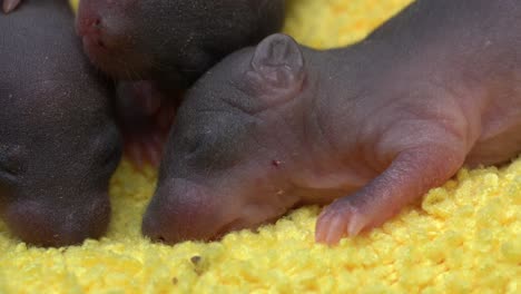 baby rats newborn macro #5
