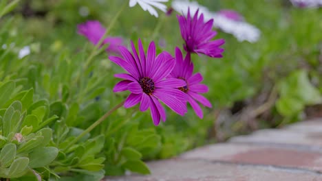 Pink-and-white-flowers-swaying-in-a-light-breeze