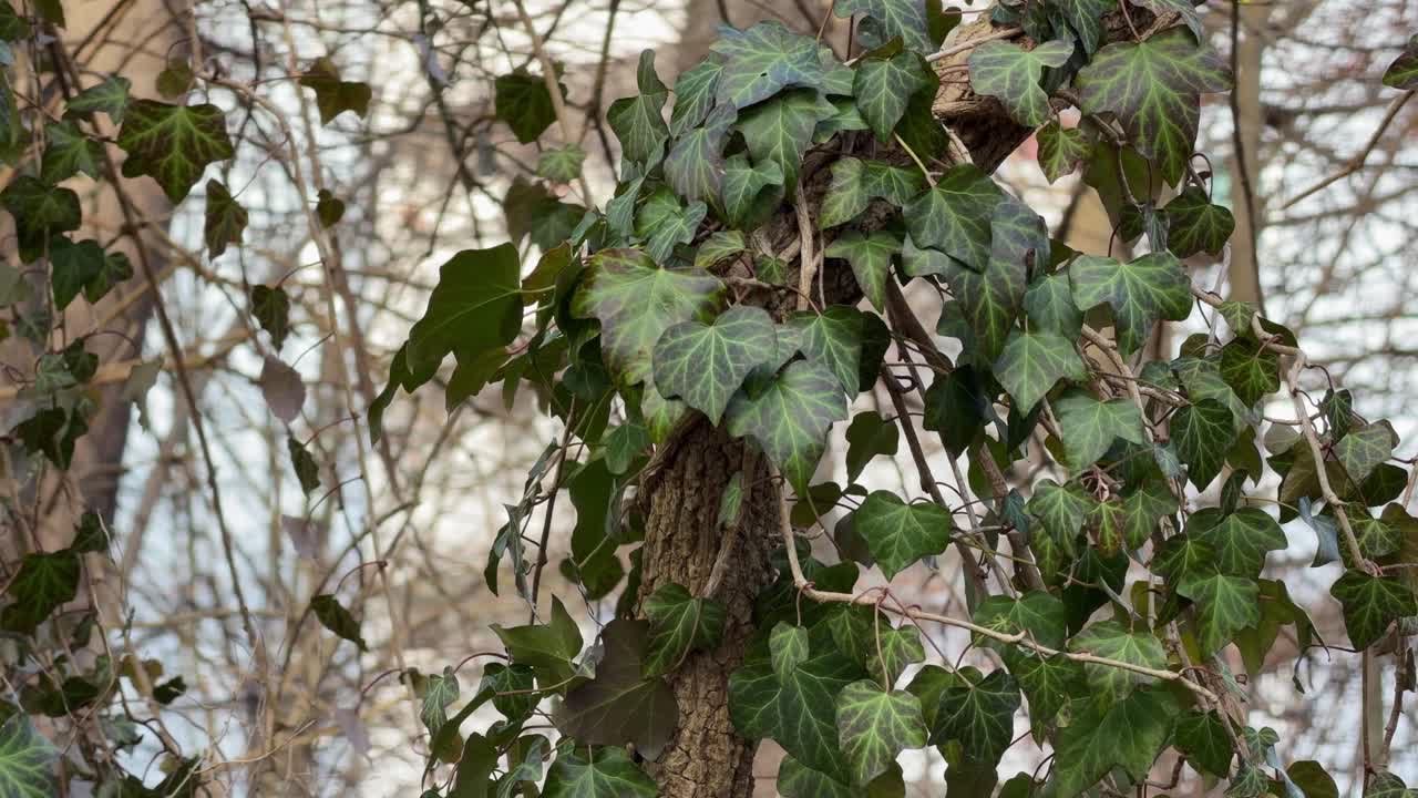 Edera verde si avvolge intorno a un albero in natura